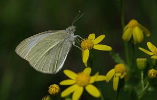 Kk Beyazmelek (Pieris rapae)