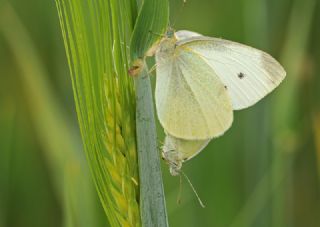 Kk Beyazmelek (Pieris rapae)