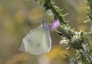 Kk Beyazmelek (Pieris rapae)