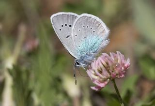 okgzl Rus Mavisi (Polyommatus coelestina)