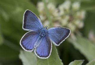 okgzl Rus Mavisi (Polyommatus coelestina)