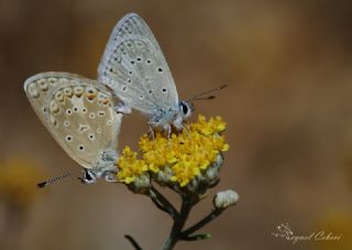 okgzl Kk Turan Mavisi (Polyommatus cornelius)