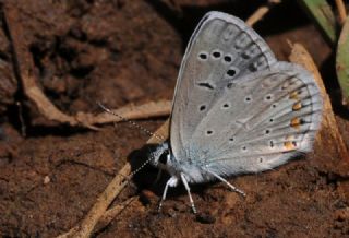 okgzl Kk Turan Mavisi (Polyommatus cornelius)