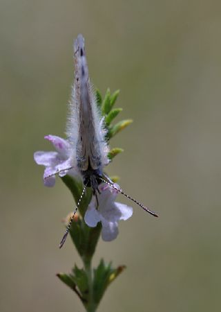 okgzl Kk Turan Mavisi (Polyommatus cornelius)
