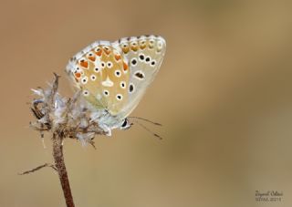 okgzl Gk Mavisi (Polyommatus bellargus)