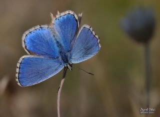 okgzl Gk Mavisi (Polyommatus bellargus)