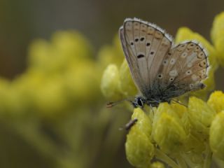 �okg�zl� Anadolu Mavisi&nbsp;(Aricia&nbsp;crassipunctus)