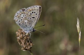 okgzl Anadolu Mavisi (Aricia crassipunctus)