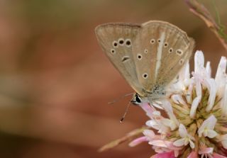 Erivan Anormal okgzls (Polyommatus eriwanensis)