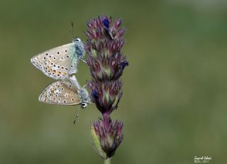 okgzl Kafkasya Erosu (Polyommatus erotulus)