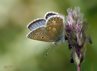 okgzl Kafkasya Erosu (Polyommatus erotulus)