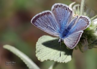 okgzl Kafkasya Erosu (Polyommatus erotulus)