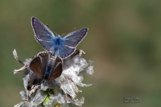 okgzl Kafkasya Erosu (Polyommatus erotulus)