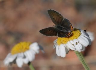 �okg�zl� Geranium Mavisi&nbsp;(Aricia&nbsp;eumedon)