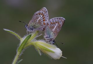 Çokgözlü Geranium Mavisi (Polyommatus eumedon)