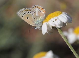 �okg�zl� Geranium Mavisi&nbsp;(Aricia&nbsp;eumedon)