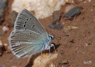 Yalanc Lacivert Anadolu okgzls (Polyommatus pseudactis)