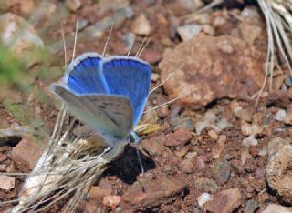 Yalanc Lacivert Anadolu okgzls (Polyommatus pseudactis)