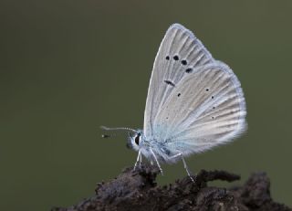 Yalanc Lacivert Anadolu okgzls (Polyommatus pseudactis)