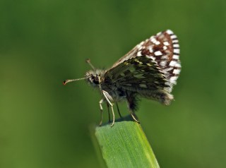 Ege Zpzp (Pyrgus melotis)
