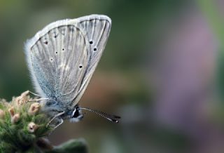 okgzl Toros Mavisi (Aricia isauricus)