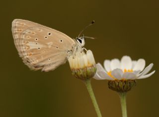 �okg�zl� Toros Mavisi&nbsp;(Aricia&nbsp;isauricus)