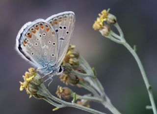 okgzl Toros Mavisi (Aricia isauricus)
