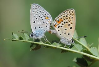 �okg�zl� G�m�� Mavi&nbsp;(Albulina&nbsp;loewii)