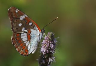 Akdeniz Hanmeli Kelebei (Limenitis reducta)