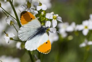 Turuncu Ssl (Anthocharis cardamines)
