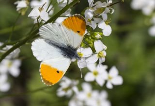 Turuncu Ssl (Anthocharis cardamines)
