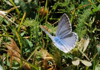 okgzl Anadolu illi Mavisi (Polyommatus ossmar)