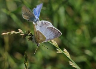 okgzl Anadolu illi Mavisi (Polyommatus ossmar)