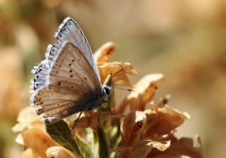 okgzl Anadolu illi Mavisi (Polyommatus ossmar)