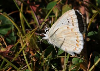 okgzl Anadolu illi Mavisi (Polyommatus ossmar)