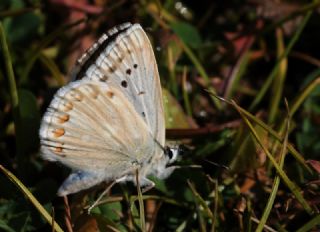 okgzl Anadolu illi Mavisi (Polyommatus ossmar)