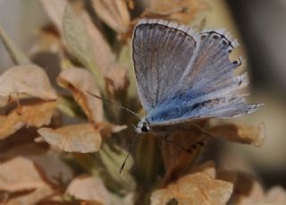 okgzl Anadolu illi Mavisi (Polyommatus ossmar)