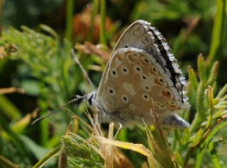 okgzl Anadolu illi Mavisi (Polyommatus ossmar)