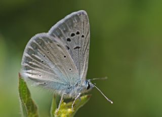 okgzl Poseydon Mavisi (Polyommatus poseidon)
