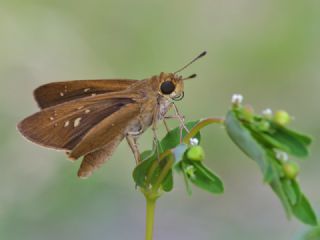 Beyaz illi Kara Zpzp (Pelopidas  thrax)