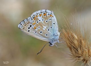 okgzl Levantin illi Mavisi (Polyommatus syriaca)