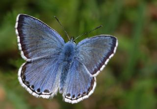 okgzl Levantin illi Mavisi (Polyommatus syriaca)