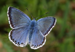 okgzl Levantin illi Mavisi (Polyommatus syriaca)