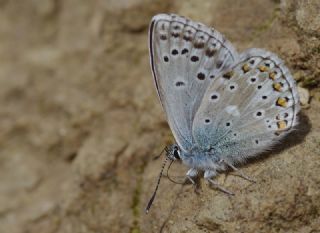 okgzl Levantin illi Mavisi (Polyommatus syriaca)