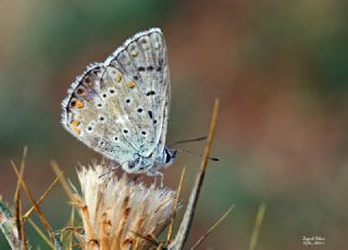 okgzl Levantin illi Mavisi (Polyommatus syriaca)