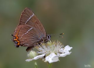 Karaaa Sevbenisi (Satyrium w-album)