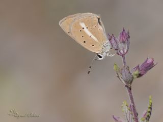 okgzl Ar Mavisi (Polyommatus vanensis)