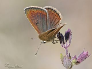 okgzl Ar Mavisi (Polyommatus vanensis)