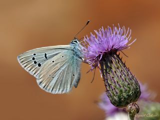 okgzl Bilgini (Polyommatus bilgini)