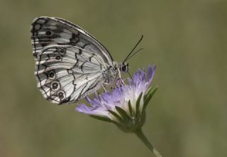 Kara Melike (Melanargia syriaca)